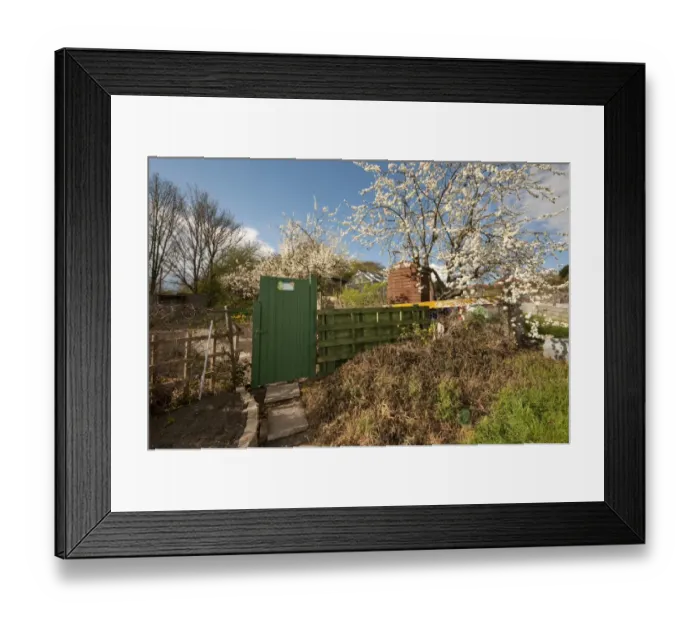 Framed Print : Gate in urban allotment garden with trees in blossom, Norwich, Norfolk, England, april Framed Print : Gate in urban allotment garden with trees in blossom, Norwich, Norfolk, England, april
