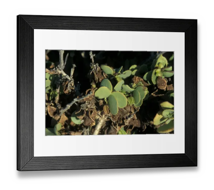 Framed Print : Dollar Bush Namibia Framed Print : Dollar Bush Namibia