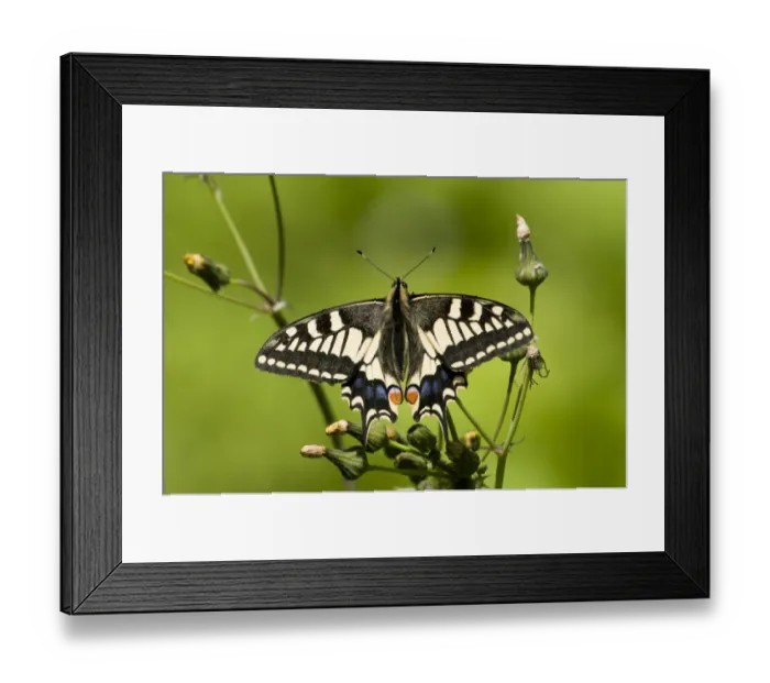 Framed Print : Common Swallowtail (Papilio machaon britannicus) British race, adult, resting on groundsel Framed Print : Common Swallowtail (Papilio machaon britannicus) British race, adult, resting on groundsel