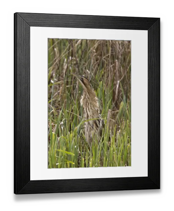 Framed Print : A well camouflaged Great Bittern in reeds at RPSB Minsmere Suffolk Framed Print : A well camouflaged Great Bittern in reeds at RPSB Minsmere Suffolk