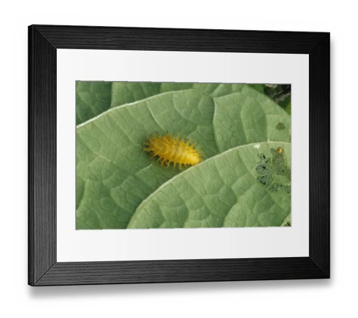 Framed Print : Mexican Bean Beetle (Epilachna varivestis) larva, feeding on leaf, agricultural pest, U. S. A