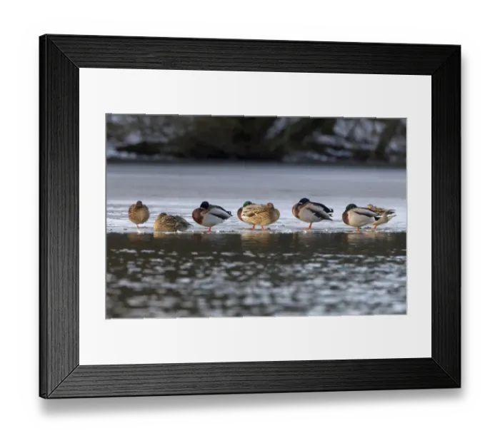 Framed Print : Mallard Duck (Anas platyrhynchos) adult males and females, flock roosting on ice of frozen lake, Duns Castle, Duns Framed Print : Mallard Duck (Anas platyrhynchos) adult males and females, flock roosting on ice of frozen lake, Duns Castle, Duns