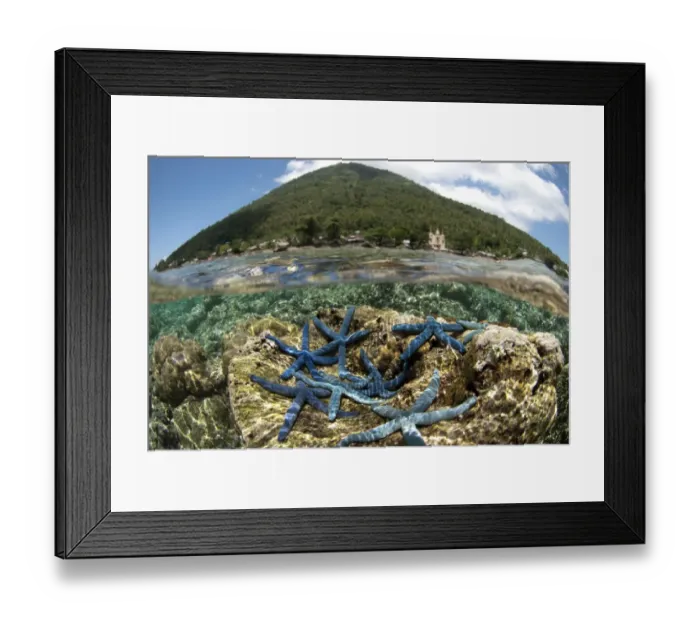 Framed Print : Blue Starfish (Linckia laevigata) adults, group on coral with volcano in background, viewed from above and below water Framed Print : Blue Starfish (Linckia laevigata) adults, group on coral with volcano in background, viewed from above and below water