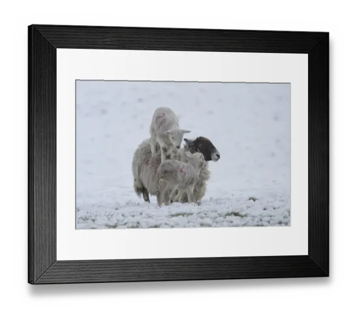Framed Print : Domestic Sheep, mule ewe with two lambs, one standing on back of ewe, in heavy snow, Swaledale, Yorkshire Dales N. P Framed Print : Domestic Sheep, mule ewe with two lambs, one standing on back of ewe, in heavy snow, Swaledale, Yorkshire Dales N. P