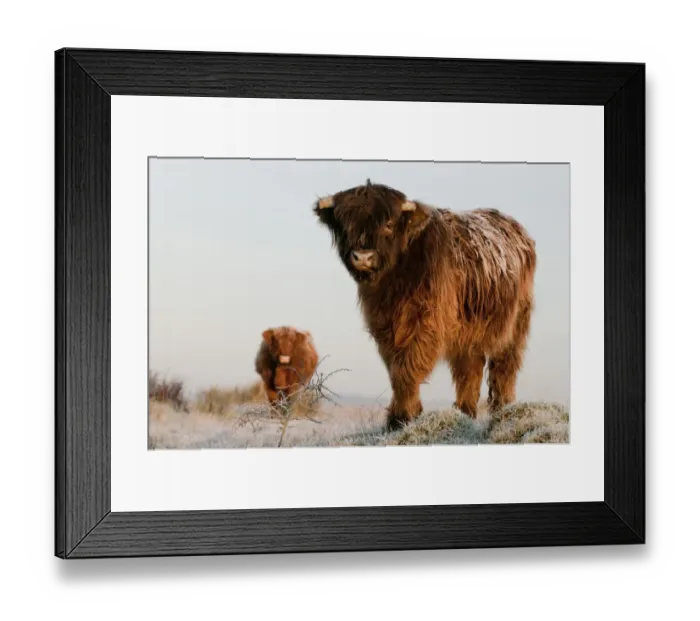 Framed Print : Domestic Cattle, Highland Cattle, calf and cow, standing on frost covered grazing marsh at dawn Framed Print : Domestic Cattle, Highland Cattle, calf and cow, standing on frost covered grazing marsh at dawn