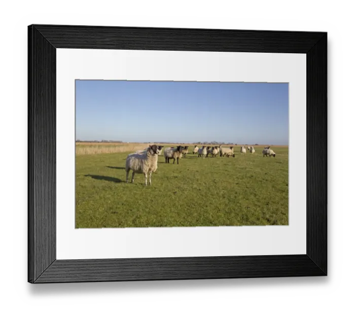Framed Print : Domestic Sheep, Suffolk mules, ewes, flock standing in coastal grazing marsh habitat, Suffolk, England, january Framed Print : Domestic Sheep, Suffolk mules, ewes, flock standing in coastal grazing marsh habitat, Suffolk, England, january