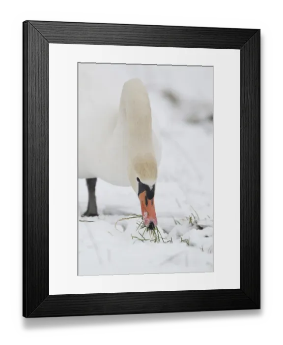 Framed Print : Mute Swan (Cygnus olor) adult, feeding, grazing on grass in snow covered field, Suffolk, England, february
