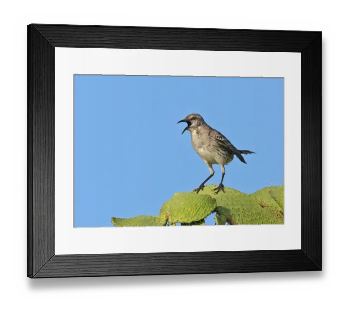 Framed Print : Bahama Mockingbird (Mimus gundlachii hillii) adult, singing, perched on cactus, Hellshire Hills, Jamaica, april