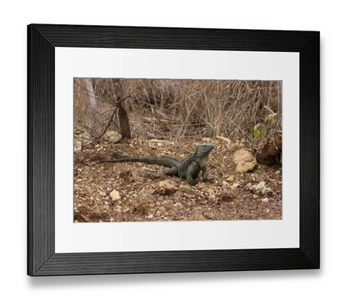 Framed Print : Grand Cayman Rock Iguana (Cyclura lewisi) adult, standing on stony ground, Grand Cayman, Cayman Islands