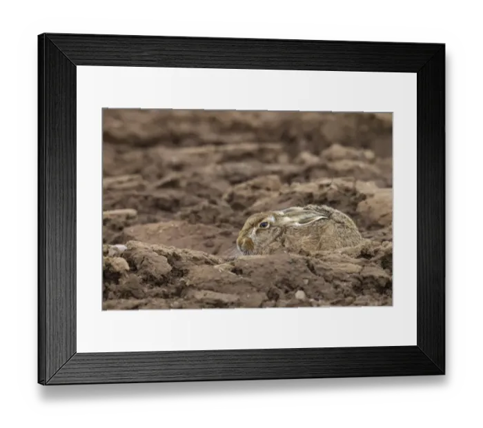 Framed Print : European Hare (Lepus europaeus) adult, resting in furrow of ploughed field, Berwickshire, Scottish Borders, Scotland