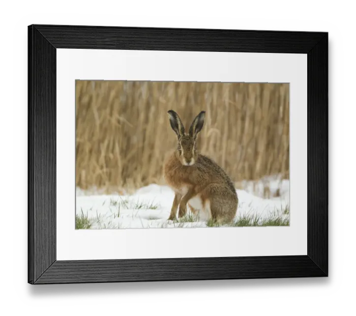 Framed Print : European Hare (Lepus europaeus) adult, alert, sitting on snow in field, Suffolk, England, february Framed Print : European Hare (Lepus europaeus) adult, alert, sitting on snow in field, Suffolk, England, february