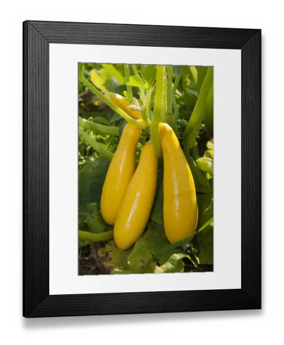 Framed Print : Yellow Courgette (Cucurbita pepo) Zucchini fruit, crop growing in field, Pennsylvania, U. S. A. september Framed Print : Yellow Courgette (Cucurbita pepo) Zucchini fruit, crop growing in field, Pennsylvania, U. S. A. september