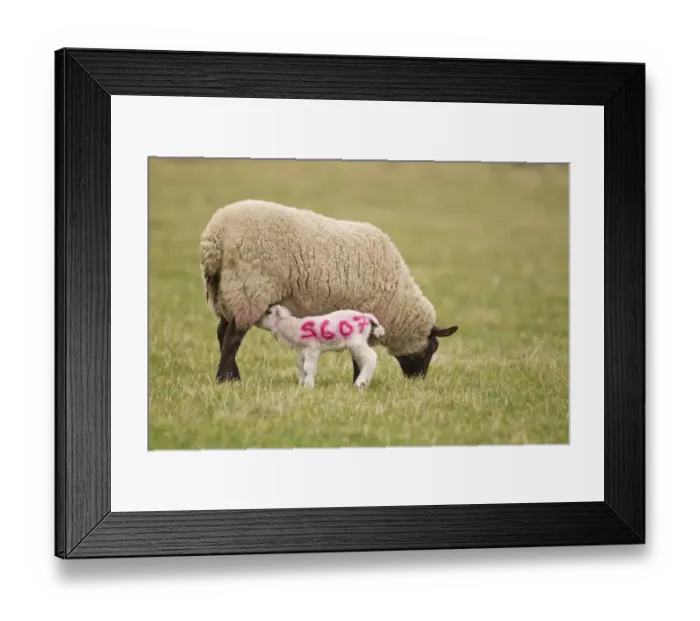 Framed Print : Domestic Sheep, Suffolk mule ewe with four-days old lamb suckling, with sprayed identification number on lamb, Suffolk