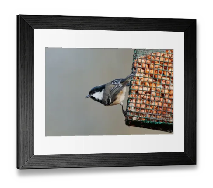 Framed Print : Coal Tit (Periparus ater) adult, feeding on peanuts at hanging birdfeeder, Norfolk, England, february Framed Print : Coal Tit (Periparus ater) adult, feeding on peanuts at hanging birdfeeder, Norfolk, England, february