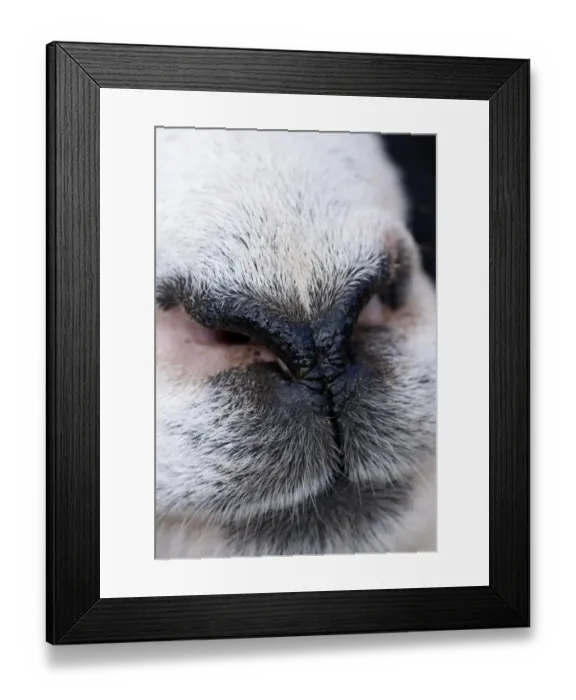 Framed Print : Domestic Sheep, adult, close-up of nose, England, march