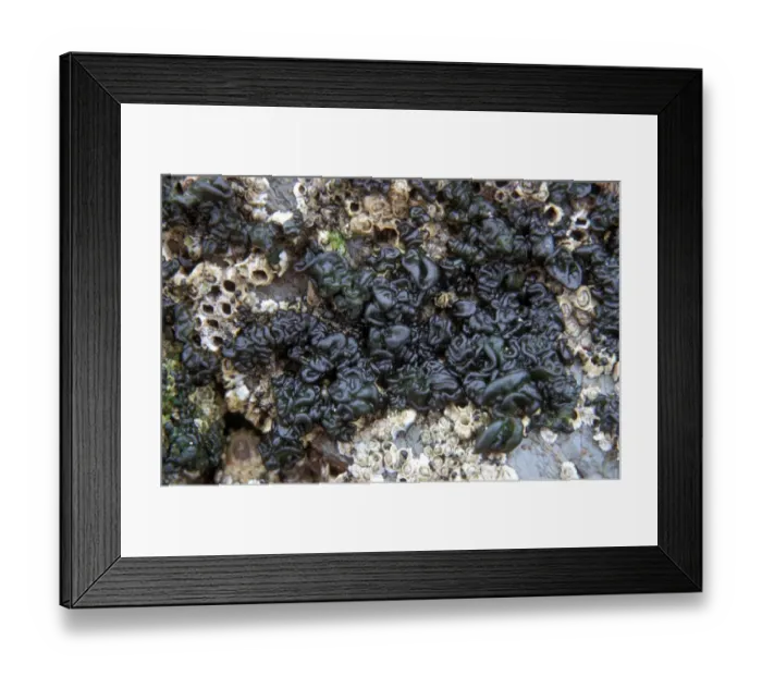 Framed Print : Blue-green Algae (Rivularia bullata) Growing amid and on Acorn Barnacles  /  Padstow, Cornwall