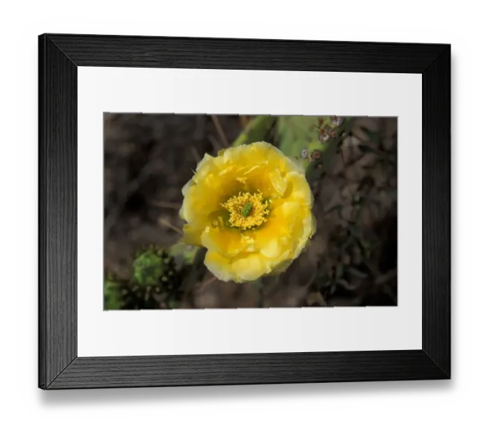 Framed Print : Cacti-Prickly Pear Engelmanns (Opuntia phaeacantha) Framed Print : Cacti-Prickly Pear Engelmanns (Opuntia phaeacantha)