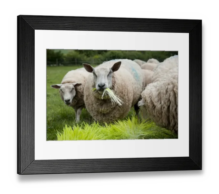Framed Print : Domestic Sheep, ewes, flock feeding on Barley (Hordeum vulgare) hydroponic growing system crop of sprouted seedlings Framed Print : Domestic Sheep, ewes, flock feeding on Barley (Hordeum vulgare) hydroponic growing system crop of sprouted seedlings
