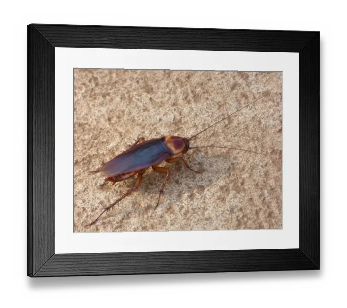 Framed Print : Australian Cockroach (Periplaneta australasiae) adult, walking on ground beside house, Western Australia, Australia Framed Print : Australian Cockroach (Periplaneta australasiae) adult, walking on ground beside house, Western Australia, Australia