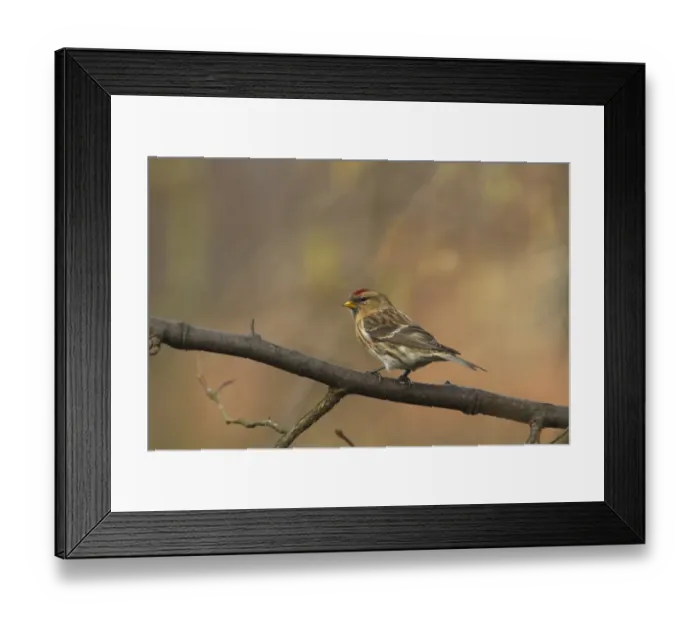 Framed Print : Lesser Redpoll (Carduelis cabaret) adult female / first winter plumage, perched on branch, Norfolk, England, february Framed Print : Lesser Redpoll (Carduelis cabaret) adult female / first winter plumage, perched on branch, Norfolk, England, february