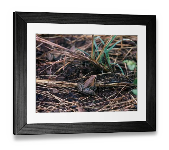Framed Print : Anchietas Ridged Frog or Plain Grass Frog (Ptychadena anchietae) is a species of frog in the Ranidae family found in Framed Print : Anchietas Ridged Frog or Plain Grass Frog (Ptychadena anchietae) is a species of frog in the Ranidae family found in