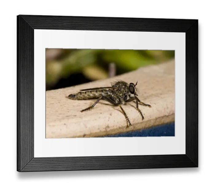 Framed Print : Kite-tailed Robberfly (Machimus atricapillus) adult, basking on edge of flowerpot in garden, Belvedere, Kent, England