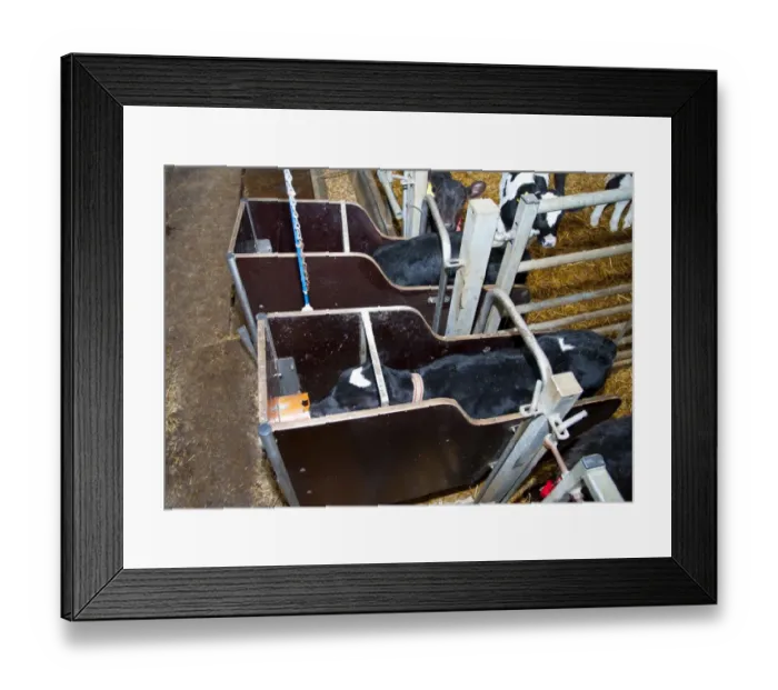 Framed Print : Dairy farming, pedigree Holstein Friesian calves, feeding, wearing transponders used to operate automatic milk feeder Framed Print : Dairy farming, pedigree Holstein Friesian calves, feeding, wearing transponders used to operate automatic milk feeder