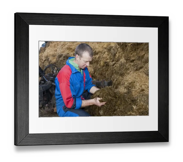 Framed Print : Farmer inspecting quality of silage in silage pit, England, november Framed Print : Farmer inspecting quality of silage in silage pit, England, november