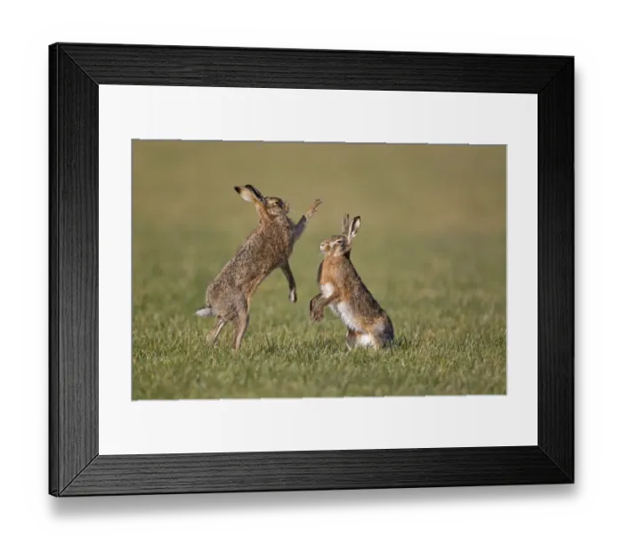 Framed Print : European Hare (Lepus europaeus) adult pair, boxing, female fighting off male in field, Suffolk, England, february Framed Print : European Hare (Lepus europaeus) adult pair, boxing, female fighting off male in field, Suffolk, England, february