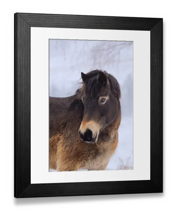 Framed Print : Exmoor Pony, adult, close-up of head, on snow covered heathland, used for conservation grazing, Ashdown Forest Framed Print : Exmoor Pony, adult, close-up of head, on snow covered heathland, used for conservation grazing, Ashdown Forest