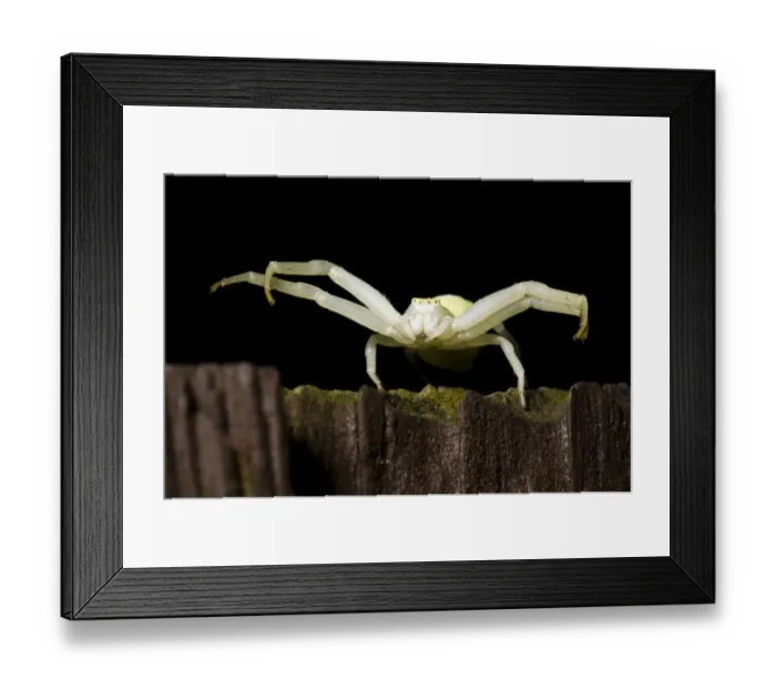 Framed Print : Goldenrod Crab Spider (Misumena vatia) adult female, ambush hunting on garden fence at night, Belvedere, Kent, England Framed Print : Goldenrod Crab Spider (Misumena vatia) adult female, ambush hunting on garden fence at night, Belvedere, Kent, England