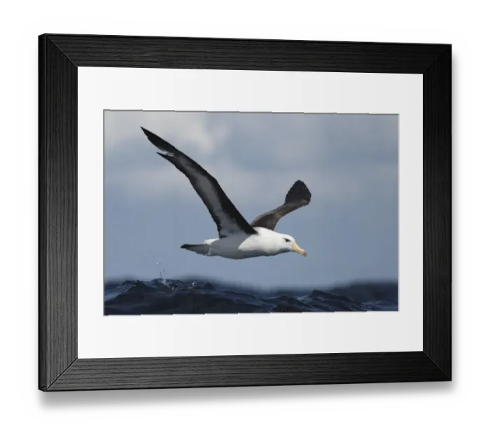 Framed Print : Black-browed Albatross (Thalassarche melanophrys) adult, in flight over sea, off Cape Town, Western Cape, South Africa Framed Print : Black-browed Albatross (Thalassarche melanophrys) adult, in flight over sea, off Cape Town, Western Cape, South Africa