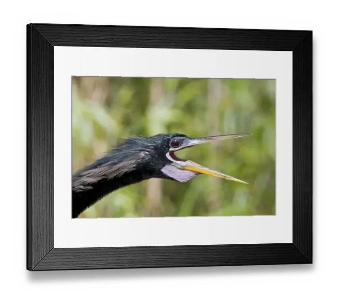 Framed Print : Anhinga (Anhinga anhinga) adult male, breeding plumage, close-up of head, with beak open, Florida, U. S. A. February Framed Print : Anhinga (Anhinga anhinga) adult male, breeding plumage, close-up of head, with beak open, Florida, U. S. A. February