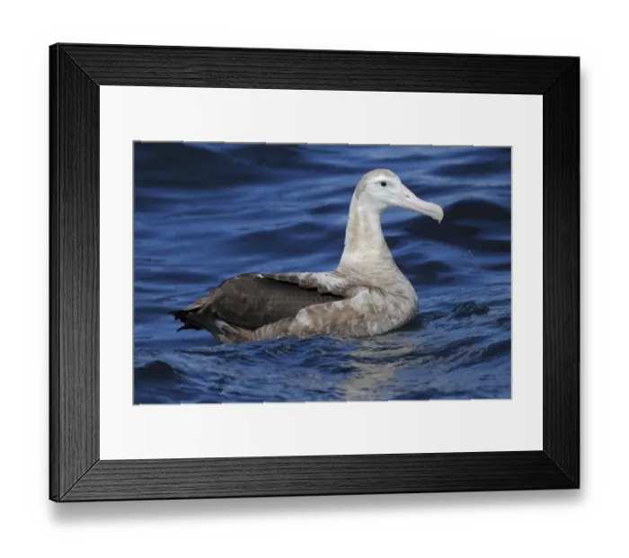 Framed Print : Wandering Albatross (Diomedea exulans) juvenile, swimming at sea, off Cape Town, Western Cape, South Africa, September