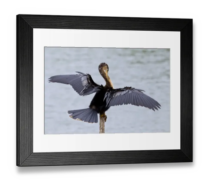 Framed Print : Anhinga (Anhinga anhinga) immature, preening with wings spread, Florida, U. S. A. February Framed Print : Anhinga (Anhinga anhinga) immature, preening with wings spread, Florida, U. S. A. February