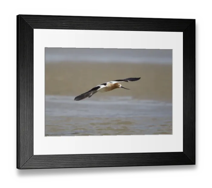 Framed Print : American Avocet (Recurvirostra americana) adult, breeding plumage, in flight, Bolivar Flats, Upper Texas Coast, Texas Framed Print : American Avocet (Recurvirostra americana) adult, breeding plumage, in flight, Bolivar Flats, Upper Texas Coast, Texas