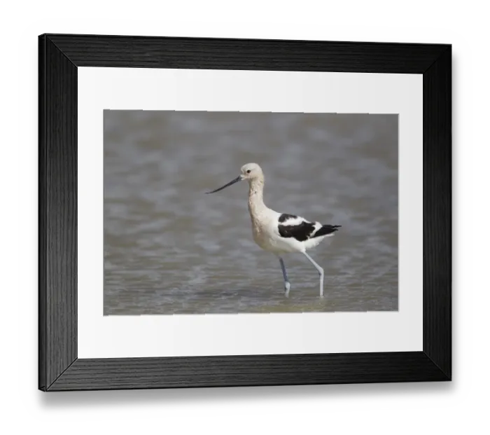 Framed Print : American Avocet (Recurvirostra americana) adult, breeding plumage, wading, Bolivar Flats, Upper Texas Coast, Texas