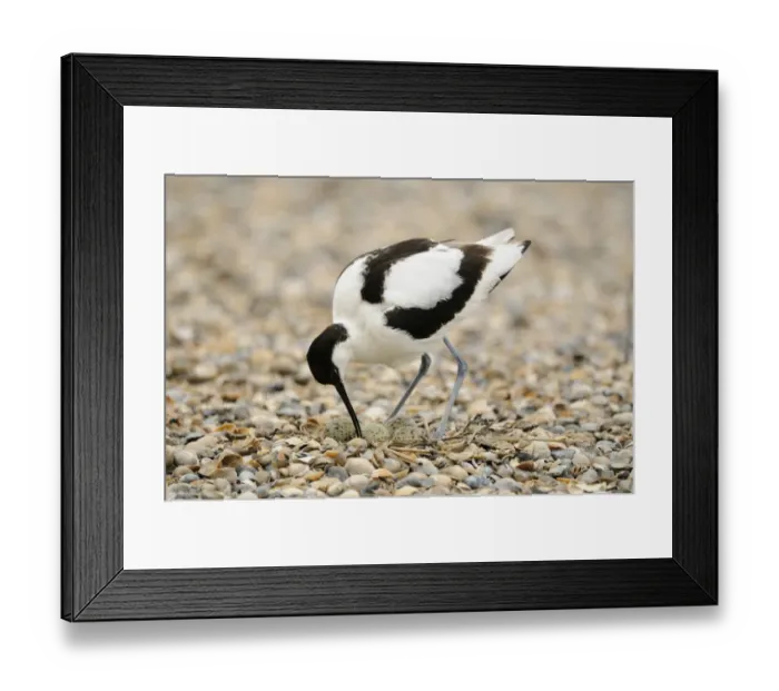 Framed Print : Eurasian Avocet (Recurvirostra avosetta) adult, turning eggs in nest on shingle beach, Netherlands, May Framed Print : Eurasian Avocet (Recurvirostra avosetta) adult, turning eggs in nest on shingle beach, Netherlands, May