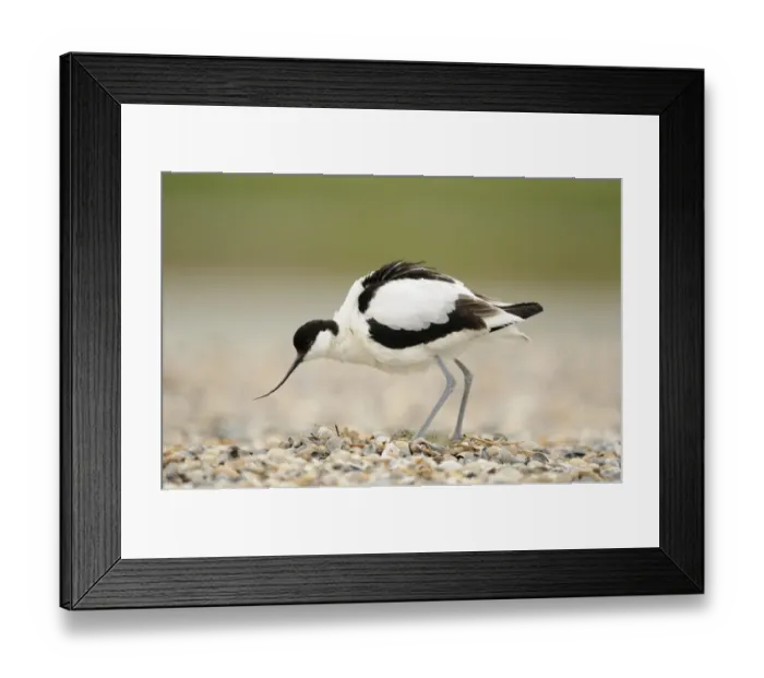 Framed Print : Eurasian Avocet (Recurvirostra avosetta) adult, standing over eggs in nest on shingle beach, Netherlands, May Framed Print : Eurasian Avocet (Recurvirostra avosetta) adult, standing over eggs in nest on shingle beach, Netherlands, May