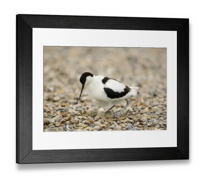Framed Print : Eurasian Avocet (Recurvirostra avosetta) adult, settling over eggs in nest on shingle beach, Netherlands, May Framed Print : Eurasian Avocet (Recurvirostra avosetta) adult, settling over eggs in nest on shingle beach, Netherlands, May