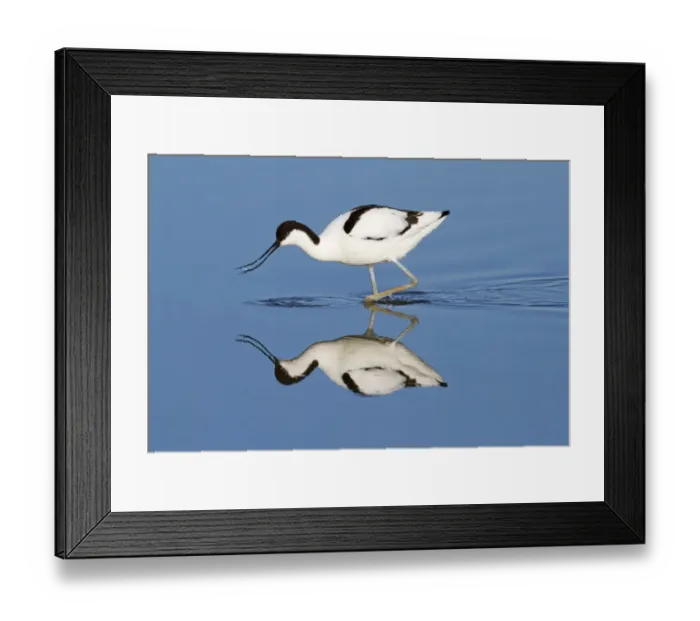 Framed Print : Eurasian Avocet (Recurvirostra avosetta) adult, feeding in shallow water with reflection, Minsmere RSPB Reserve Framed Print : Eurasian Avocet (Recurvirostra avosetta) adult, feeding in shallow water with reflection, Minsmere RSPB Reserve