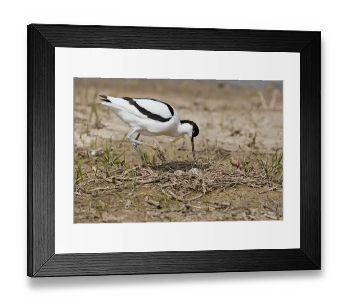 Framed Print : Eurasian Avocet (Recurvirostra avosetta) adult, approaching nest with eggs, Minsmere RSPB Reserve, Suffolk, England Framed Print : Eurasian Avocet (Recurvirostra avosetta) adult, approaching nest with eggs, Minsmere RSPB Reserve, Suffolk, England