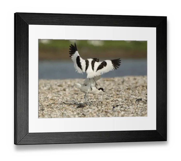 Framed Print : Eurasian Avocet (Recurvirostra avosetta) two adults, fighting, Texel, Noord-Holland, Netherlands, May Framed Print : Eurasian Avocet (Recurvirostra avosetta) two adults, fighting, Texel, Noord-Holland, Netherlands, May