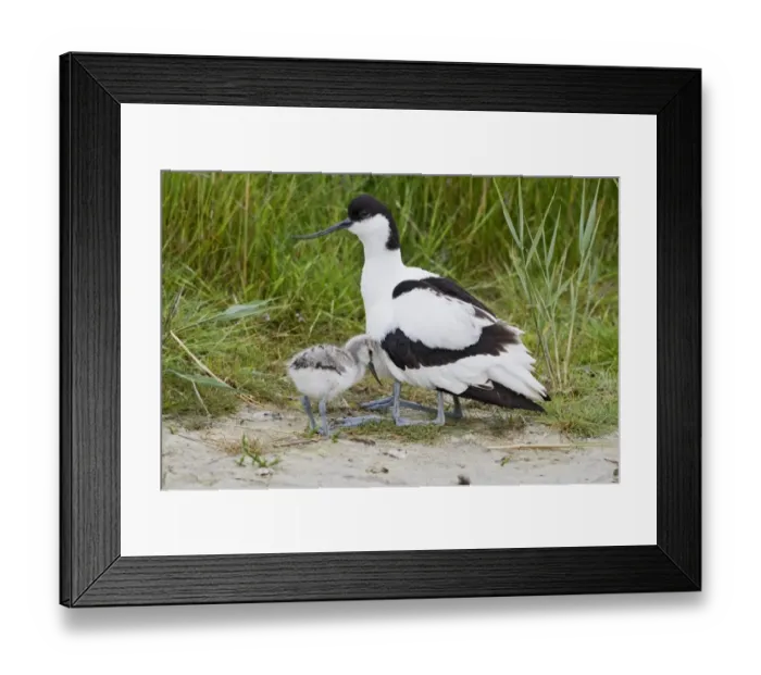 Framed Print : Eurasian Avocet (Recurvirostra avosetta) adult with two chicks, one chick sheltering under wing of parent, Texel Framed Print : Eurasian Avocet (Recurvirostra avosetta) adult with two chicks, one chick sheltering under wing of parent, Texel
