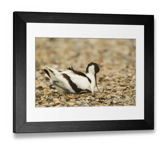 Framed Print : Eurasian Avocet (Recurvirostra avosetta) adult, incubating, sitting on eggs at nest, Texel, Noord-Holland, Netherlands Framed Print : Eurasian Avocet (Recurvirostra avosetta) adult, incubating, sitting on eggs at nest, Texel, Noord-Holland, Netherlands