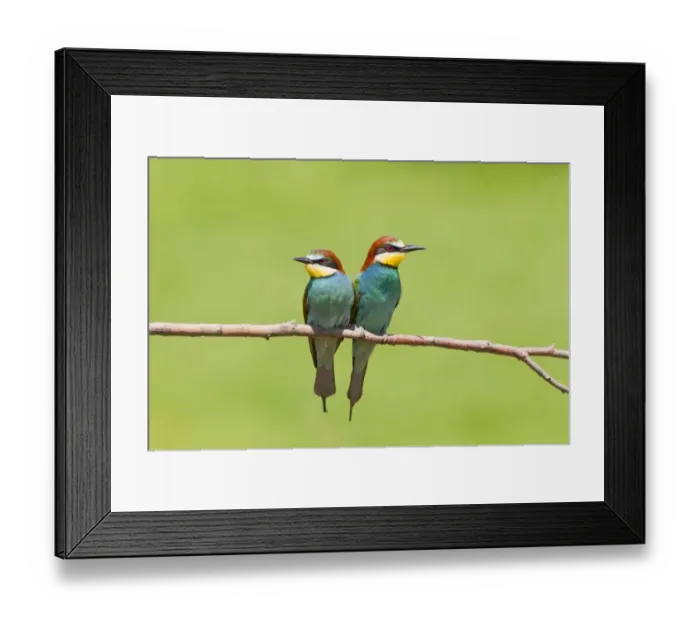 Framed Print : European Bee-eater (Merops apiaster) adult pair, perched on branch, Gabarevo, Stara Zagora Province, Bulgaria, June Framed Print : European Bee-eater (Merops apiaster) adult pair, perched on branch, Gabarevo, Stara Zagora Province, Bulgaria, June