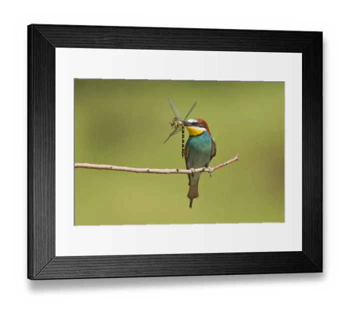Framed Print : European Bee-eater (Merops apiaster) adult, feeding, with dragonfly in beak, perched on twig, Gabarevo Framed Print : European Bee-eater (Merops apiaster) adult, feeding, with dragonfly in beak, perched on twig, Gabarevo