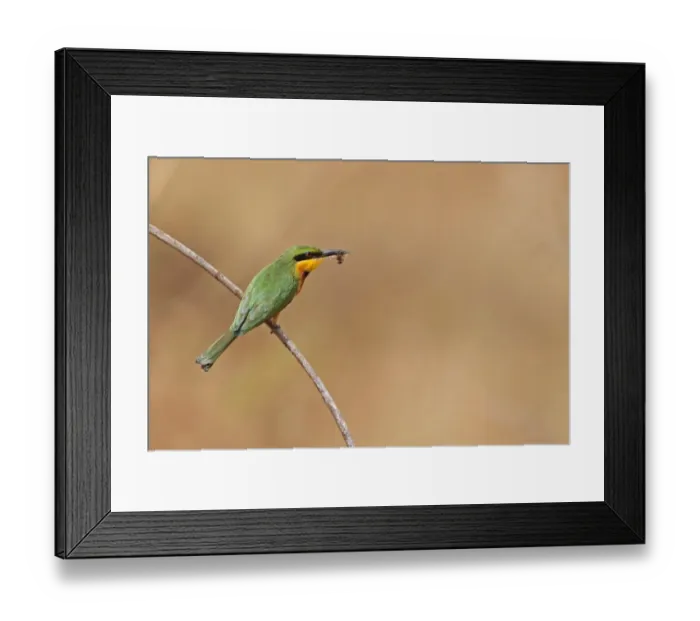 Framed Print : Little Bee-eater (Merops pusillus) adult, with insect in beak, perched on twig, Western Division, Gambia, february Framed Print : Little Bee-eater (Merops pusillus) adult, with insect in beak, perched on twig, Western Division, Gambia, february