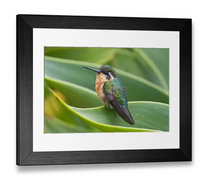 Framed Print : White-throated Mountain-gem (Lampornis castaneoventris) adult female, perched on leaf, Savegre, Costa Rica, April Framed Print : White-throated Mountain-gem (Lampornis castaneoventris) adult female, perched on leaf, Savegre, Costa Rica, April