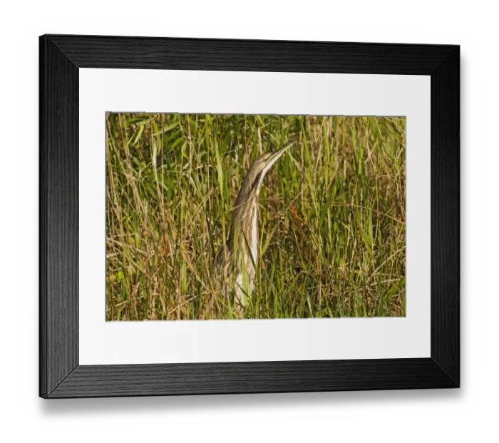 Framed Print : American Bittern (Botaurus lentiginosus) adult, standing amongst reeds, Anhinga Trail, Florida, U. S. A. February Framed Print : American Bittern (Botaurus lentiginosus) adult, standing amongst reeds, Anhinga Trail, Florida, U. S. A. February